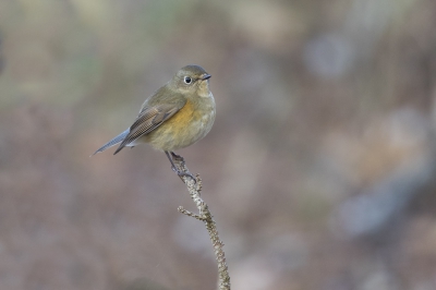 <i class='fa fa-user'></i>&nbsp;Peter Soer&nbsp;|   Blauwstaart&nbsp; <i class='fa fa-eye'>&nbsp;746</i> &nbsp;<i class='fa fa-thumbs-up'>&nbsp;1</i> &nbsp; <i class='fa fa-comment-o'>&nbsp;3</i>