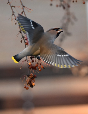 Prachtige vogels om waar te nemen, deze bevond zich in de schaduw van de boom. Hopelijk zijn ze nog een poosje in het land.
