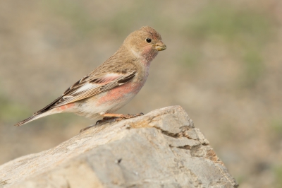 <i class='fa fa-user'></i>&nbsp;david&nbsp;|   Mongoolse Woestijnvink&nbsp; <i class='fa fa-eye'>&nbsp;210</i> &nbsp;<i class='fa fa-thumbs-up'>&nbsp;2</i> &nbsp; <i class='fa fa-comment-o'>&nbsp;2</i>