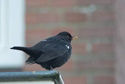 In mijn zoektocht door de wijk vergeet ik vlekje helemaal. Deze merel bezoekt dagelijks de tuin al geruime tijd. Ondanks de aanwezigheid van onze kat. Toen vlekje jonkies had hebben we de kat geprobeerd meer binnen te houden. Helaas is het toen toch 1x keer niet goed gegaan. Vlekje is slim en gaat strategisch ergens anders zitten wanneer de kat in de tuin is. Dit jaar opvallend veel merels in de buurt en in de tuin.