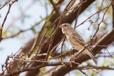 <i class='fa fa-user'></i>&nbsp;Kees de Jager&nbsp;|   Zwartkeelkanarie&nbsp; <i class='fa fa-eye'>&nbsp;233</i> &nbsp; <i class='fa fa-comment-o'>&nbsp;2</i>