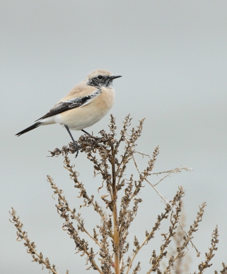 Een tijdje geleden zat deze zeldzame dwaalgast in de buurt van Doel. Na men stage snel even langs de vogel gereden. Ik had nooit gedacht dat ik deze op minder dan 5m dicht zou te zien krijgen.