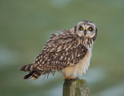 <i class='fa fa-user'></i>&nbsp;Wilfried Solarz&nbsp;|   Velduil&nbsp; <i class='fa fa-eye'>&nbsp;687</i> &nbsp;<i class='fa fa-thumbs-up'>&nbsp;26</i> &nbsp; <i class='fa fa-comment-o'>&nbsp;30</i>