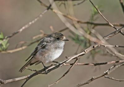 <i class='fa fa-user'></i>&nbsp;charlysax&nbsp;|   Roodkapvliegenvanger&nbsp; <i class='fa fa-eye'>&nbsp;209</i> &nbsp; <i class='fa fa-comment-o'>&nbsp;2</i>