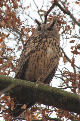 In Winsum zit al een paar dagen een oehoe. Er zijn geen leertjes of ringen te zien, maar de herkomst van oehoes die in Nederland worden gezien is niet altijd duidelijk. Dit is wel de roodbruine nominaatvorm die in het wild voorkomt in onze streken. Het is een mannetje, wat aan de geringere omvang is te zien. Ik vond de kleuren van de uitl mooi combineren met het herfstblad.