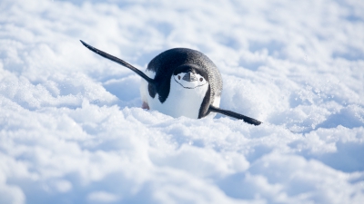 <i class='fa fa-user'></i>&nbsp;Arjen Drost&nbsp;|   Stormbandpingu�n&nbsp; <i class='fa fa-eye'>&nbsp;281</i> &nbsp; <i class='fa fa-comment-o'>&nbsp;4</i>