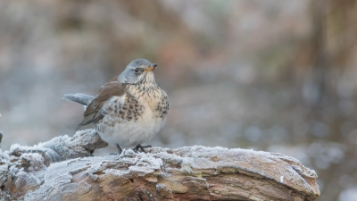 <i class='fa fa-user'></i>&nbsp;Marie-Jos� Boon&nbsp;|   Kramsvogel&nbsp; <i class='fa fa-eye'>&nbsp;215</i> &nbsp;<i class='fa fa-thumbs-up'>&nbsp;2</i> &nbsp; <i class='fa fa-comment-o'>&nbsp;8</i>