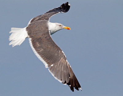 <i class='fa fa-user'></i>&nbsp;Bouke Atema&nbsp;|   Kleine Mantelmeeuw&nbsp; <i class='fa fa-eye'>&nbsp;197</i> &nbsp; <i class='fa fa-comment-o'>&nbsp;4</i>