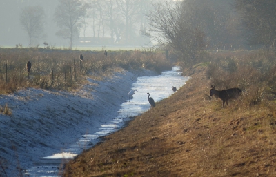 <i class='fa fa-user'></i>&nbsp;sieb&nbsp;|   Blauwe Reiger&nbsp; <i class='fa fa-eye'>&nbsp;410</i> &nbsp;<i class='fa fa-thumbs-up'>&nbsp;7</i> &nbsp; <i class='fa fa-comment-o'>&nbsp;25</i>