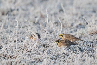 Nog eentje van de heerlijke zondagochtend. De strandleeuweriken waren lekker rond aan het vliegen en kwamen af en toe in de buurt neer