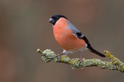 <i class='fa fa-user'></i>&nbsp;Luc Meert&nbsp;|   Goudvink&nbsp; <i class='fa fa-eye'>&nbsp;573</i> &nbsp;<i class='fa fa-thumbs-up'>&nbsp;12</i> &nbsp; <i class='fa fa-comment-o'>&nbsp;16</i>