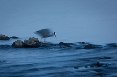 <i class='fa fa-user'></i>&nbsp;rffotografie&nbsp;|   Blauwe Reiger&nbsp; <i class='fa fa-eye'>&nbsp;337</i> &nbsp;<i class='fa fa-thumbs-up'>&nbsp;3</i> &nbsp; <i class='fa fa-comment-o'>&nbsp;11</i>