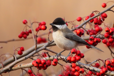 <i class='fa fa-user'></i>&nbsp;mladvas&nbsp;|   Rouwmees&nbsp; <i class='fa fa-eye'>&nbsp;340</i> &nbsp;<i class='fa fa-thumbs-up'>&nbsp;1</i> &nbsp; <i class='fa fa-comment-o'>&nbsp;5</i>