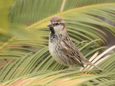 <i class='fa fa-user'></i>&nbsp;Kees Kroon&nbsp;|   Spaanse Mus&nbsp; <i class='fa fa-eye'>&nbsp;276</i> &nbsp; <i class='fa fa-comment-o'>&nbsp;9</i>