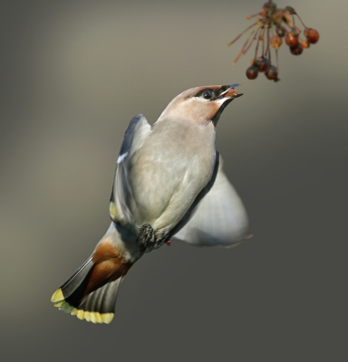 <i class='fa fa-user'></i>&nbsp;Gejo Wassink&nbsp;|   Pestvogel&nbsp; <i class='fa fa-eye'>&nbsp;741</i> &nbsp;<i class='fa fa-thumbs-up'>&nbsp;13</i> &nbsp; <i class='fa fa-comment-o'>&nbsp;21</i>