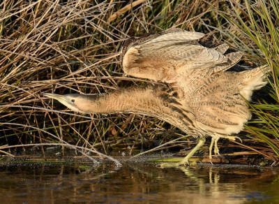 <i class='fa fa-user'></i>&nbsp;henkdikkers&nbsp;|   Roerdomp&nbsp; <i class='fa fa-eye'>&nbsp;407</i> &nbsp;<i class='fa fa-thumbs-up'>&nbsp;8</i> &nbsp; <i class='fa fa-comment-o'>&nbsp;14</i>