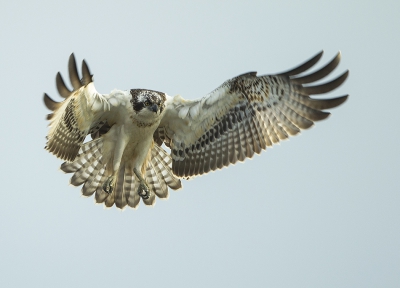 <i class='fa fa-user'></i>&nbsp;natuurflits&nbsp;|   Visarend&nbsp; <i class='fa fa-eye'>&nbsp;470</i> &nbsp;<i class='fa fa-thumbs-up'>&nbsp;6</i> &nbsp; <i class='fa fa-comment-o'>&nbsp;14</i>