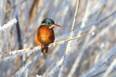 De berijpte wereld rond Elburg was prachtig.
Aan het einde van een tochtje door de polder zag ik dit mooie ijsvogeltje zitten.Tevreden kwam ik thuis.