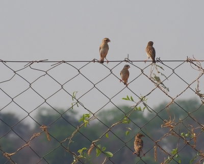 <i class='fa fa-user'></i>&nbsp;guido mwm&nbsp;|   Dominicanerwida&nbsp; <i class='fa fa-eye'>&nbsp;278</i> &nbsp; <i class='fa fa-comment-o'>&nbsp;10</i>