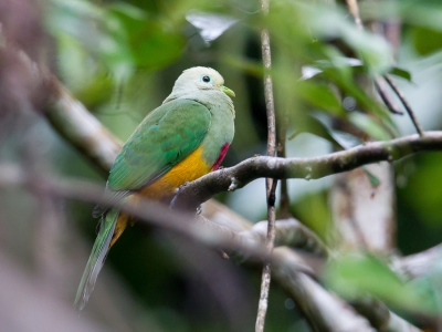 <i class='fa fa-user'></i>&nbsp;Paul van Giersbergen&nbsp;|   Prachtjufferduif&nbsp; <i class='fa fa-eye'>&nbsp;178</i> &nbsp; <i class='fa fa-comment-o'>&nbsp;5</i>