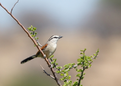 <i class='fa fa-user'></i>&nbsp;Kees de Jager&nbsp;|   Bruinkoptsjagra&nbsp; <i class='fa fa-eye'>&nbsp;234</i> &nbsp; <i class='fa fa-comment-o'>&nbsp;2</i>