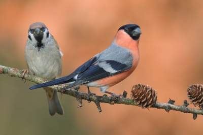 <i class='fa fa-user'></i>&nbsp;Johan G&nbsp;|   Goudvink&nbsp; <i class='fa fa-eye'>&nbsp;590</i> &nbsp;<i class='fa fa-thumbs-up'>&nbsp;11</i> &nbsp; <i class='fa fa-comment-o'>&nbsp;10</i>