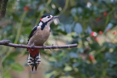 Deze man eet in onze tuin van de energie-vetbollen voor de kleine vogeltjes. Hij ging hier op de stok in het vogelhuisje zitten. Ik twijfel of ik hem hier zou plaatsen want de lichtomstandigheden waren niet best. Daardoor technisch waarschijnlijk niet zo perfect. Maar ik vind de pose zo bijzonder omdat ik nog nooit een foto zag waarop deze specht zo zat, je ziet hem meestal van de zijkant aan een boom.