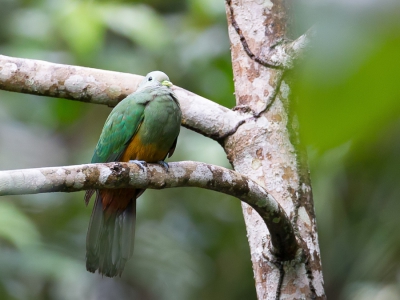 <i class='fa fa-user'></i>&nbsp;Paul van Giersbergen&nbsp;|   Prachtjufferduif&nbsp; <i class='fa fa-eye'>&nbsp;181</i> &nbsp; <i class='fa fa-comment-o'>&nbsp;1</i>