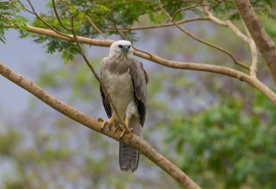 <i class='fa fa-user'></i>&nbsp;charlysax&nbsp;|   Harpij&nbsp; <i class='fa fa-eye'>&nbsp;516</i> &nbsp;<i class='fa fa-thumbs-up'>&nbsp;13</i> &nbsp; <i class='fa fa-comment-o'>&nbsp;19</i>