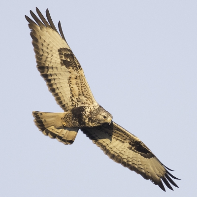 Op een koude dag deze ruigpootbuizerd kunnen vastleggen in het laatste zonlicht van de dag.