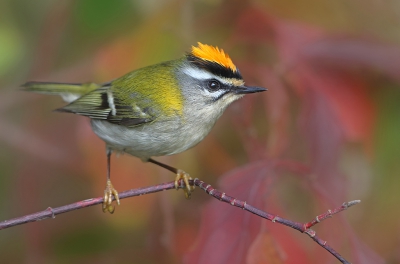 <i class='fa fa-user'></i>&nbsp;deBeer&nbsp;|   Vuurgoudhaan&nbsp; <i class='fa fa-eye'>&nbsp;733</i> &nbsp;<i class='fa fa-thumbs-up'>&nbsp;9</i> &nbsp; <i class='fa fa-comment-o'>&nbsp;10</i>