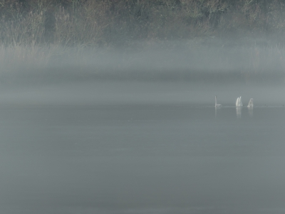 Vanuit de vogelkijkhut een mooi overzicht van de Lepelaarsplas met een groot scale aan eenden, Knobbelzwaan en een 30-tal Wilde Zwanen. Bij aankomst rond 11:30 uur hing er nog een mistlaag over het water. Een kwartier later was deze opgetrokken.