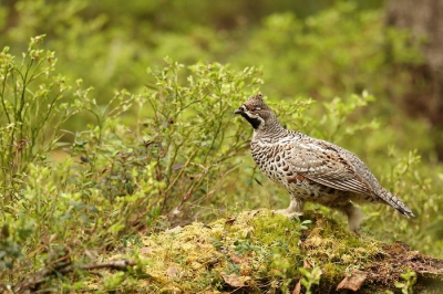 Na meerdere dagen zoeken dan eindelijk een hazelhoen roepend vanuit het bos bij Ruka/Kuusamo. Na wat zoeken opeens dichtbij een roep en opvliegend. Af en toe vonden we hem terug en meestal in dichte begroeiing maar met geduld en geluk af en toe even mooi vrij in beeld.