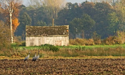 Met de vogelwerkgroep Apeldoorn mee geweest naar de kraanvogels. Wat een mazzel. De lucht klaarde op en we kregen mooi licht. Er waren nog veel vogels aan het fourageren op de akkers. Dit gezinnetje liep mooi voorbij het oude schuurtje.