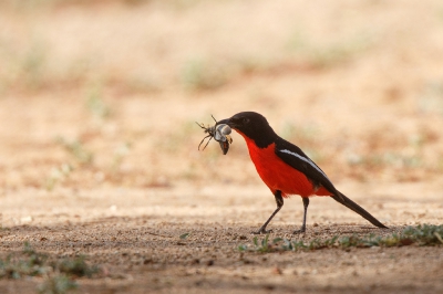 <i class='fa fa-user'></i>&nbsp;Kees de Jager&nbsp;|   Burchells Fiskaal&nbsp; <i class='fa fa-eye'>&nbsp;315</i> &nbsp;<i class='fa fa-thumbs-up'>&nbsp;1</i> &nbsp; <i class='fa fa-comment-o'>&nbsp;4</i>