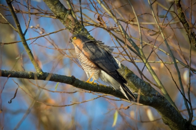 Mij gebruikelijke ijsvogel spot plek was deze dag ineens helemaal verlaten (geen enkele activiteit te zien, ook geen andere vogels?!). Na een half uurtje werd duidelijk waarom...