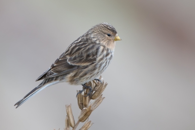 <i class='fa fa-user'></i>&nbsp;Hans Overduin&nbsp;|   Frater&nbsp; <i class='fa fa-eye'>&nbsp;723</i> &nbsp;<i class='fa fa-thumbs-up'>&nbsp;21</i> &nbsp; <i class='fa fa-comment-o'>&nbsp;24</i>