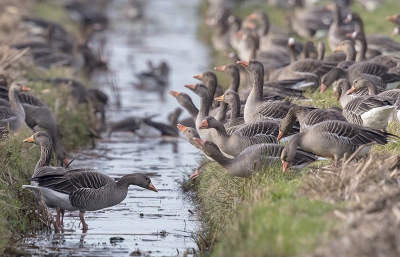 <i class='fa fa-user'></i>&nbsp;ep&nbsp;|   Grauwe Gans&nbsp; <i class='fa fa-eye'>&nbsp;334</i> &nbsp;<i class='fa fa-thumbs-up'>&nbsp;1</i> &nbsp; <i class='fa fa-comment-o'>&nbsp;6</i>