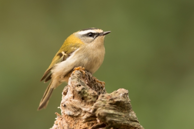 Ik zat achter het huis vogels te fotograferen in de tuin toen er ineens een vogeltje tegen het woonkamerraam van ons huis aan vloog en versuft bleef liggen. Het bleek een vuurgoudhaan. Ik heb hem opgepakt en hem op een rustig plekje op een stronkje neergezet. Ikzelf heb mijn positie weer ingenomen achter de camera en na verloop van tijd kwam de dit kleine bolletje weer bij zijn  positieven en werd weer actiever. Dit gaf me een uitgelezen kans er een serie foto's van te maken. Net na ze foto is hij weer naar achter gevlogen en  in de struiken achter onze tuin verdwenen. Goudhaantjes komen geregeld in onze tuin, maar het vuurgoudhaantje had ik er nog niet eerder gehad. Eind goed al goed.