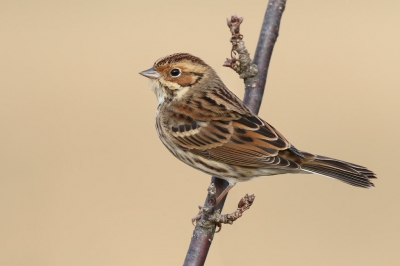 <i class='fa fa-user'></i>&nbsp;thijsglastra&nbsp;|   Dwerggors&nbsp; <i class='fa fa-eye'>&nbsp;1128</i> &nbsp;<i class='fa fa-thumbs-up'>&nbsp;19</i> &nbsp; <i class='fa fa-comment-o'>&nbsp;30</i>