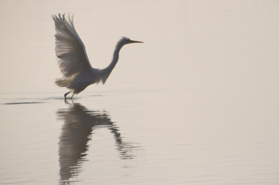Deze grote zilverreiger gefotografeerd vanuit een vogel observatiehut. Er hing nog wat mist boven het water en de zon zorgde voor mooi tegenlicht. Zeker toen de grote zilverreiger opvloog.