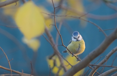 Het pimpelmeesje voor een achtergrond van blauwe muur en gele bladeren.