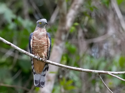 <i class='fa fa-user'></i>&nbsp;Paul van Giersbergen&nbsp;|   Australische Koekoekswouw&nbsp; <i class='fa fa-eye'>&nbsp;308</i> &nbsp; <i class='fa fa-comment-o'>&nbsp;4</i>