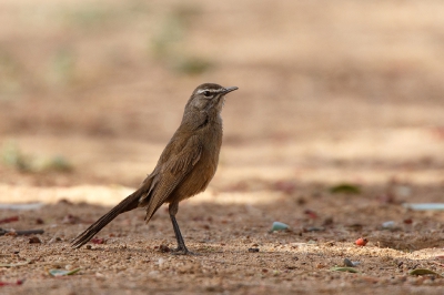 <i class='fa fa-user'></i>&nbsp;Kees de Jager&nbsp;|   Karoowaaierstaart&nbsp; <i class='fa fa-eye'>&nbsp;231</i> &nbsp; <i class='fa fa-comment-o'>&nbsp;4</i>