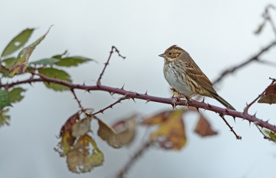 <i class='fa fa-user'></i>&nbsp;deBeer&nbsp;|   Dwerggors&nbsp; <i class='fa fa-eye'>&nbsp;357</i> &nbsp; <i class='fa fa-comment-o'>&nbsp;4</i>