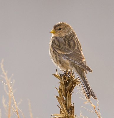 <i class='fa fa-user'></i>&nbsp;Annelies 't Hooft&nbsp;|   Frater&nbsp; <i class='fa fa-eye'>&nbsp;531</i> &nbsp;<i class='fa fa-thumbs-up'>&nbsp;9</i> &nbsp; <i class='fa fa-comment-o'>&nbsp;13</i>