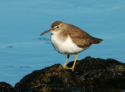 Tijdens mijn meerdaagse verblijf in Havanna kon ik het toch niet laten om nog wat te vogelen. Kreeg een tip van een Cubaanse vogelaar over een strandje met veel steltlopers en meeuwen. Ik trof daar o.a. deze Amerikaanse oeverloper aan. Overigens vind ik de knik in de snavel bij deze vogel wel heel opvallend.