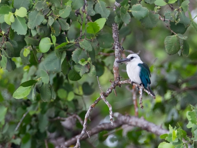 <i class='fa fa-user'></i>&nbsp;Paul van Giersbergen&nbsp;|   Hagedisijsvogel&nbsp; <i class='fa fa-eye'>&nbsp;306</i> &nbsp; <i class='fa fa-comment-o'>&nbsp;12</i>