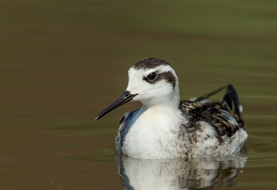 <i class='fa fa-user'></i>&nbsp;charlysax&nbsp;|   Grauwe Franjepoot&nbsp; <i class='fa fa-eye'>&nbsp;425</i> &nbsp;<i class='fa fa-thumbs-up'>&nbsp;6</i> &nbsp; <i class='fa fa-comment-o'>&nbsp;8</i>