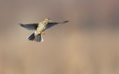 <i class='fa fa-user'></i>&nbsp;Johan Scholtens&nbsp;|   Graspieper&nbsp; <i class='fa fa-eye'>&nbsp;461</i> &nbsp;<i class='fa fa-thumbs-up'>&nbsp;6</i> &nbsp; <i class='fa fa-comment-o'>&nbsp;14</i>